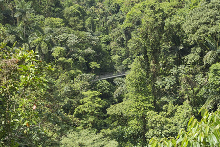 2 in 1 Hanging Bridges and Safari Float photo 3